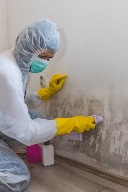 Lyons, KS Mold Removal Company