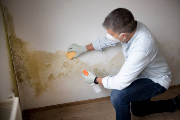  Lyons, KS Mold Removal Pros