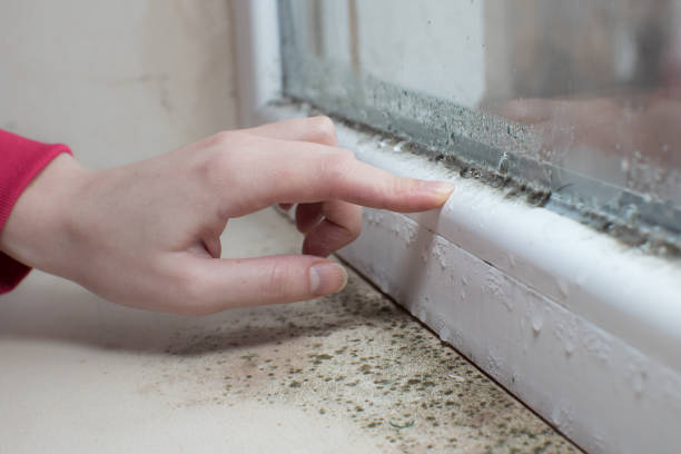 Best Mold Remediation for Healthcare Facilities  in Lyons, KS