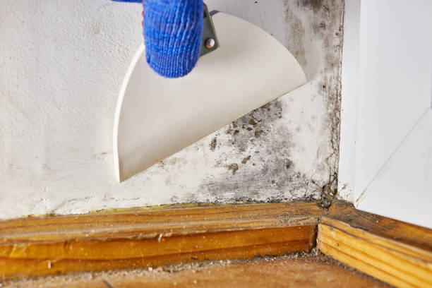 Best Mold-Related Health Consultation  in Lyons, KS