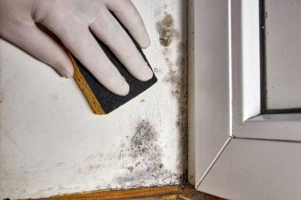 Best Airborne Mold Testing  in Lyons, KS